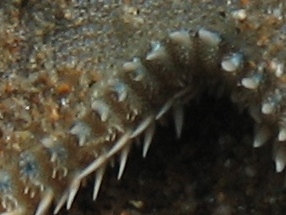 Astropecten